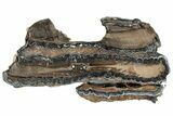 Mammoth Molar Slice With Case - South Carolina #291079-1